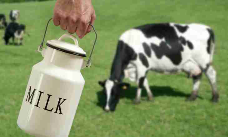 Whether it is necessary to give to the child cow's milk