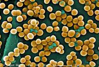 How to treat staphylococcus at newborns