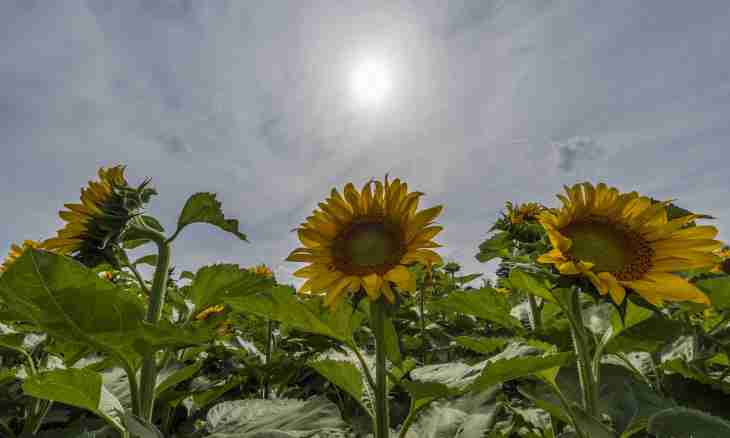 Whether it is possible sunflower seeds when breastfeeding