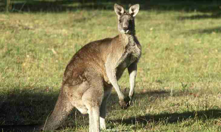 How to choose a kangaroo