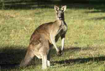How to choose a kangaroo