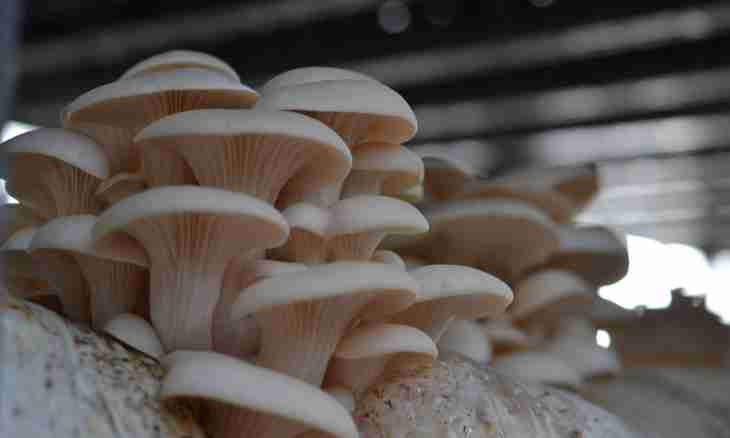 From what age it is possible to give to children mushrooms