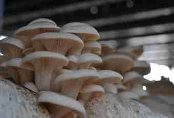 From what age it is possible to give to children mushrooms