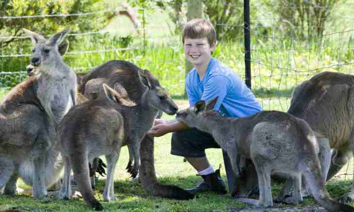 How to choose a kangaroo for the child