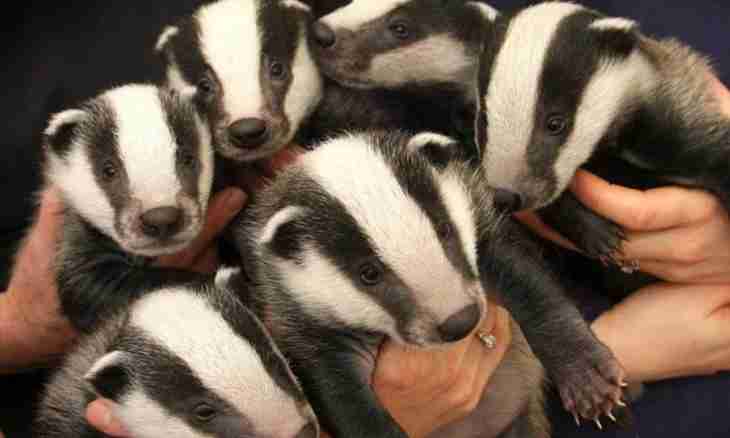 How to give badger fat to children