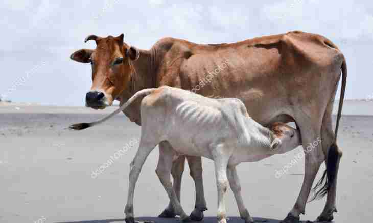 From what age the child can give pair cow's milk
