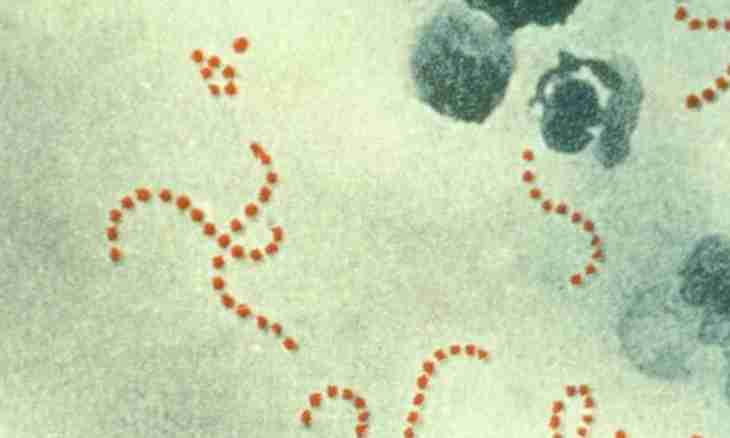 Scarlet fever: nature, development and spread of an infection