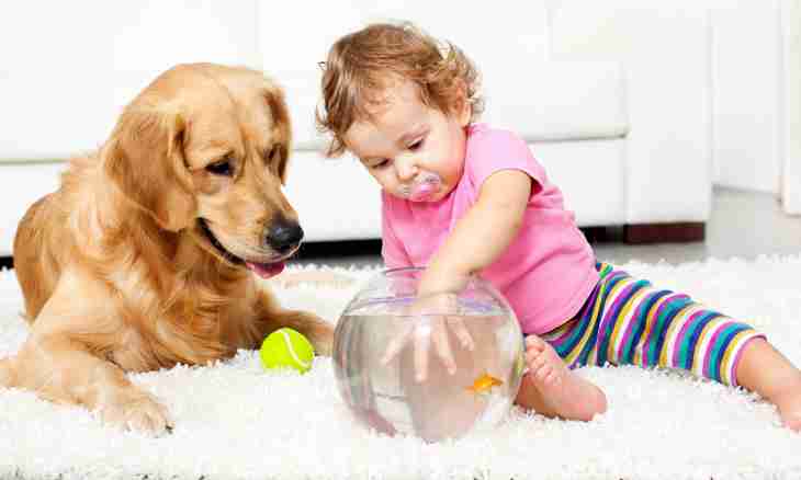 Babies and pets: 7 councils of cohabitation