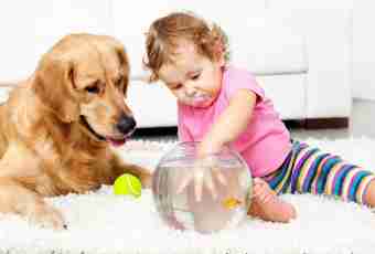 Babies and pets: 7 councils of cohabitation
