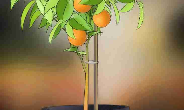 How to determine growth of a fruit