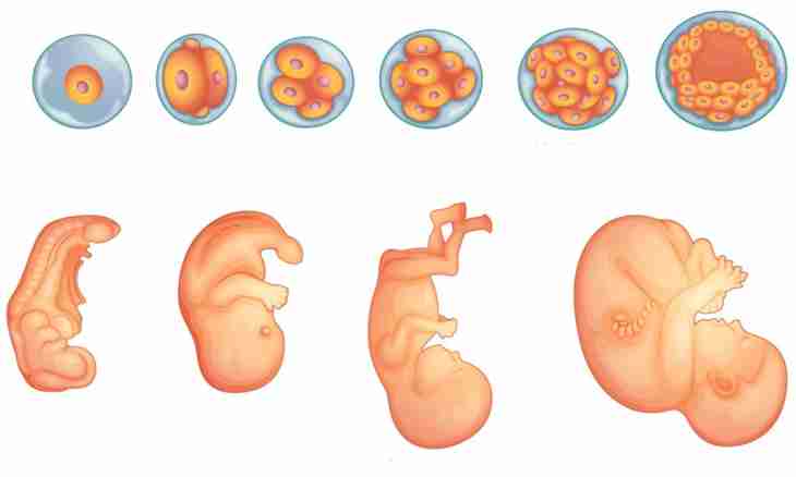 How to treat kidneys at pregnancy