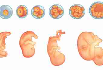 27 weeks of pregnancy: feelings, development of a fruit