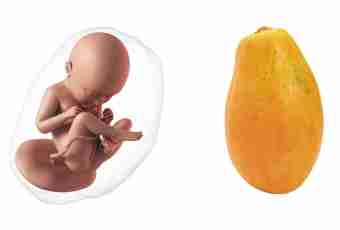 23 weeks of pregnancy: feelings, development of a fruit