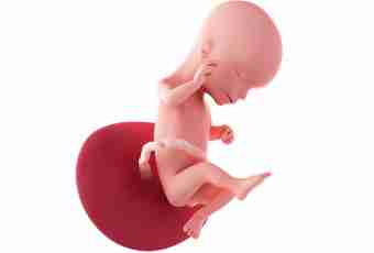 16 weeks of pregnancy: feelings, development of a fruit