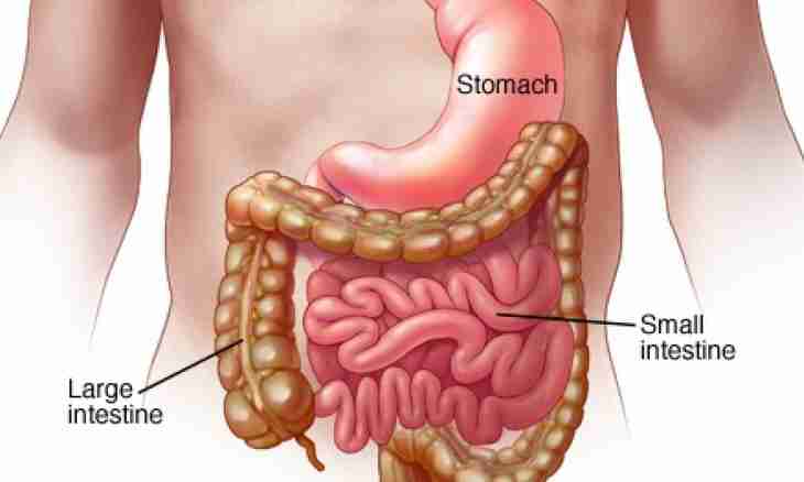 On what term the stomach begins to grow