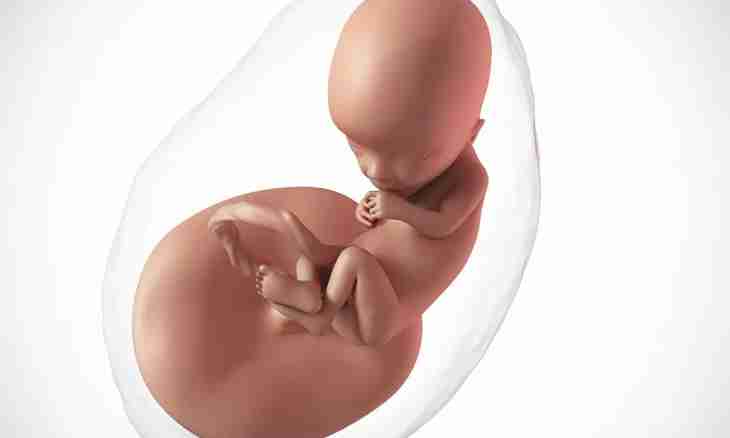 24 weeks of pregnancy: feelings, development of a fruit