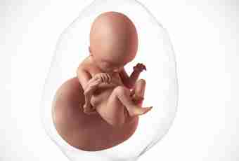 13 weeks of pregnancy: feelings, development of a fruit, ultrasonography