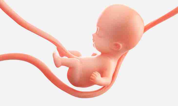 8 week of pregnancy: description, feelings, development of a fruit