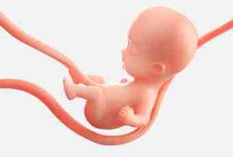 8 week of pregnancy: description, feelings, development of a fruit