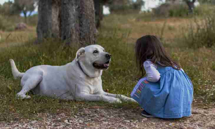 Child and pets: simple rules