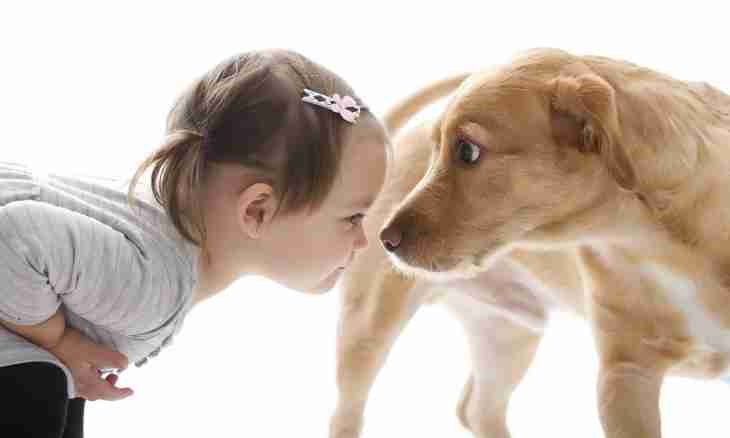 The child wants a dog: to get or not?