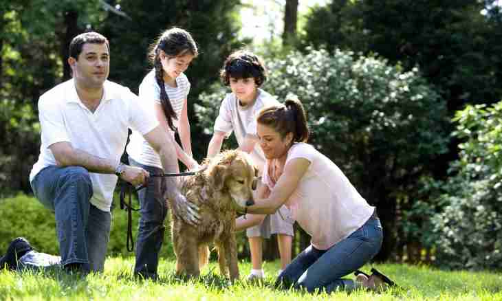 How to accustom the child to look after pets