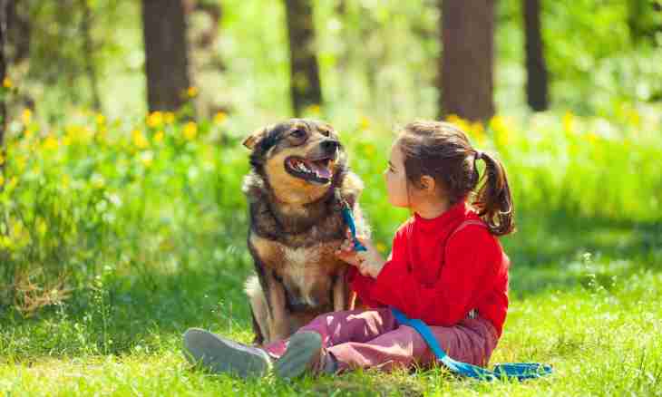 Relationship of children and pets: what needs to be known
