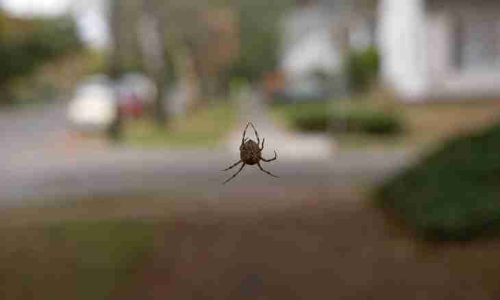What is an arachnophobia