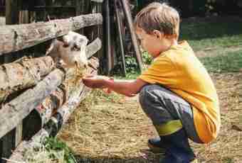 Why children like to feed animals