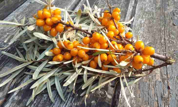 When and how to give to the child a sea-buckthorn