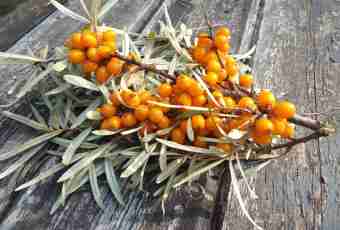 When and how to give to the child a sea-buckthorn