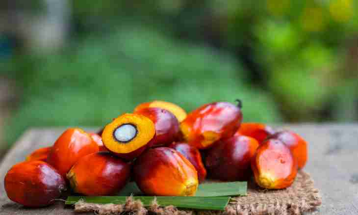 Palm oil as a part of children's dairy mixes: what for?