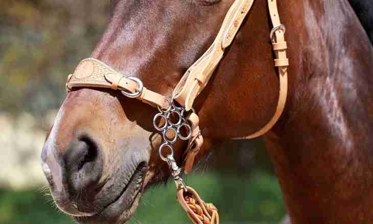 At what age it is better to cut a bridle in language