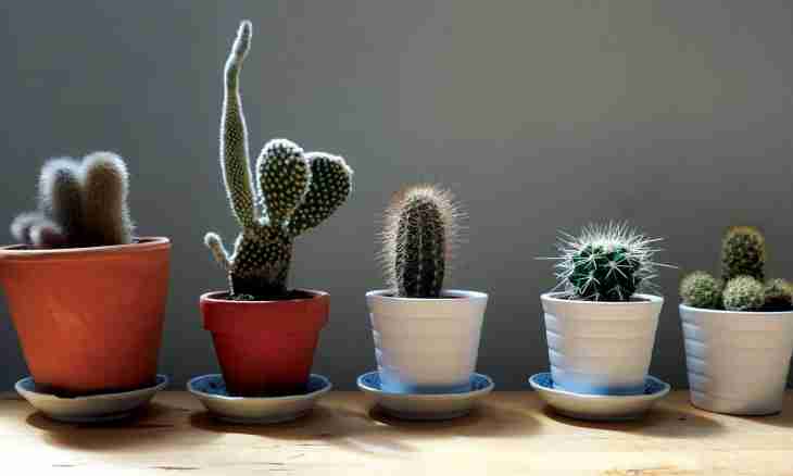 How to choose a cactus as a gift