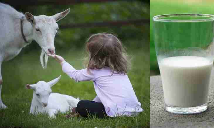 How to give goat milk to the child