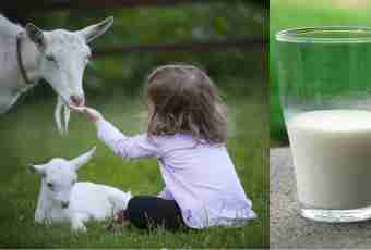 How to give goat milk to the child