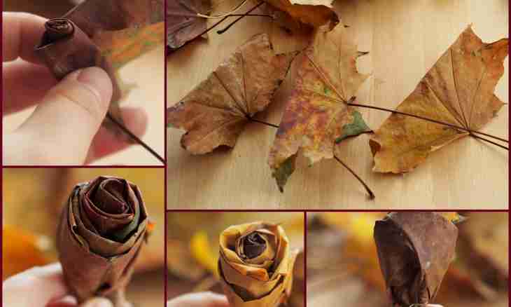 How to make a hand-made article of autumn leaves