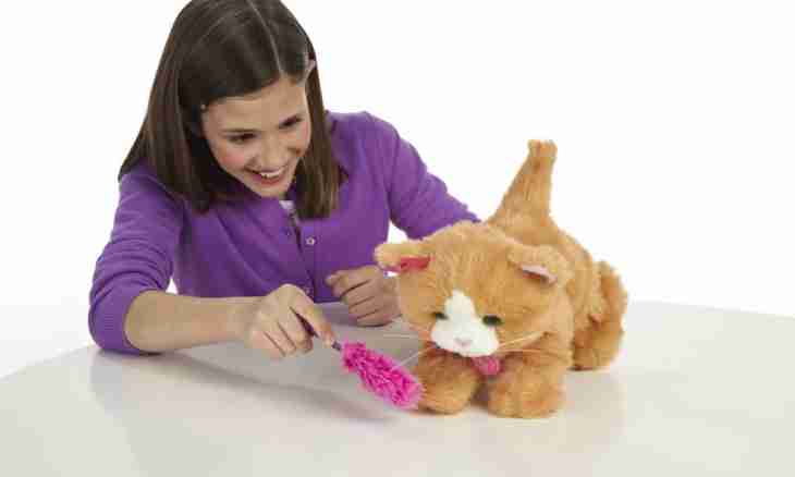 What to buy the child: "live" toy or animal