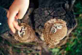 How to stick together an owl from plasticity