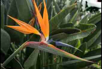 How to make a bird of paradise of sisal