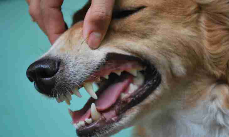 As canine teeth are cut