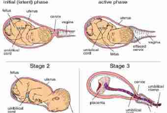 How to process an umbilical cord