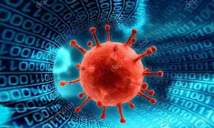 What is network viruses