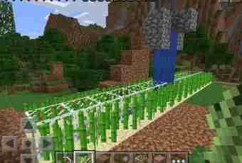 How to grow up wheat in Minecraft