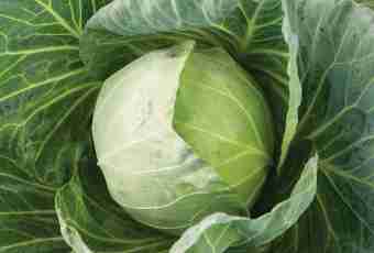 As the Beijing cabbage grows