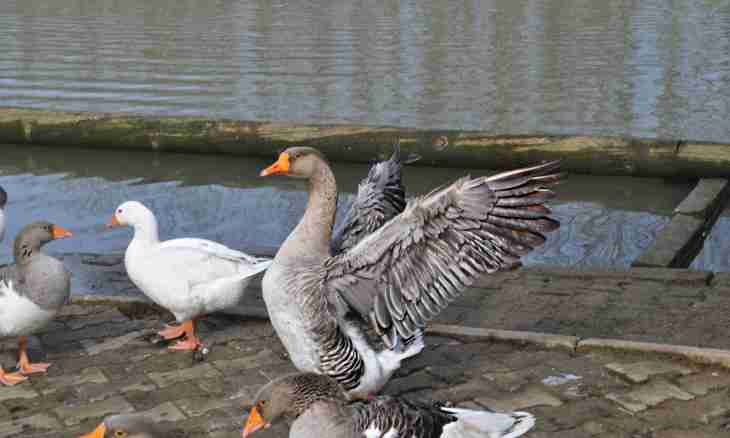As geese saved Rome