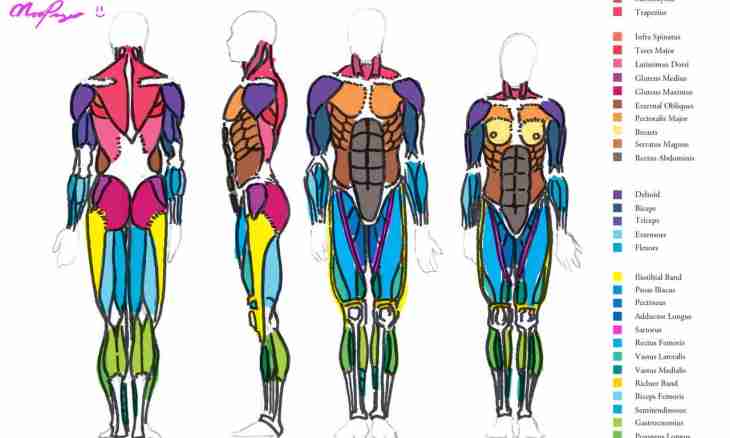 Main groups of muscles of the person: description, building