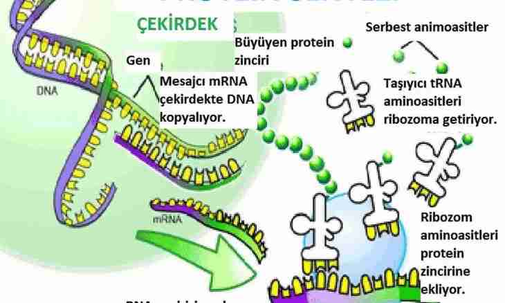 Protein biosynthesis: briefly and it is clear