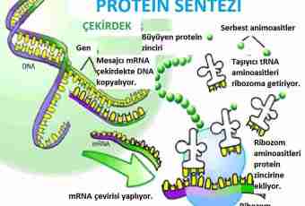 Protein biosynthesis: briefly and it is clear