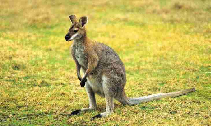 Why in Australia almost all animal marsupials